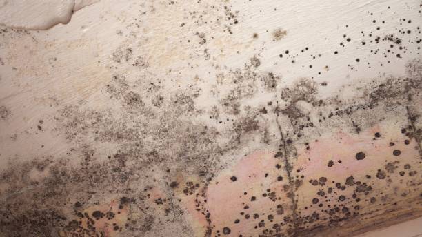 Best Residential Mold Inspection & Testing  in Janesville, WI